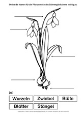 Schneeglöckchen-Bezeichnungen.pdf